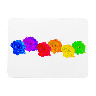 Íman Rosas arco-íris