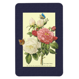 Íman Rosas Botânicos de Vintagem Branca Rosa