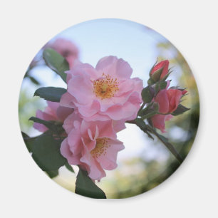 Íman Rosas cor-de-rosa