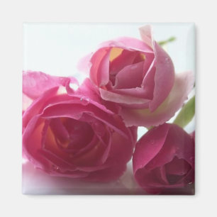 Íman Rosas cor-de-rosa