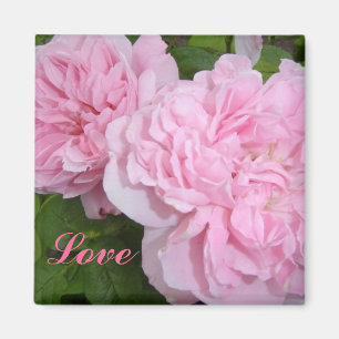 Íman Rosas cor-de-rosa