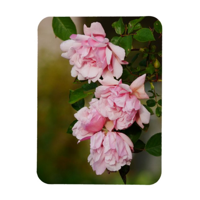 Íman Rosas cor-de-rosa Albertine Magnet (Vertical)