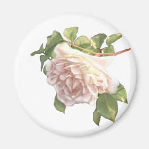 Íman Rosas de flores brancas cor-de-rosa esbranquiçados