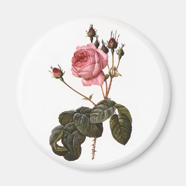 Íman Rosas de jardim cor-de-rosa antigas em flor (Frente)
