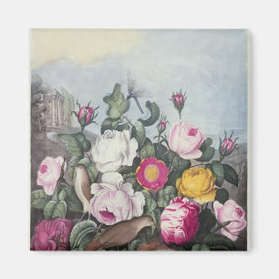 Íman Rosas, 'do templo de Flora
