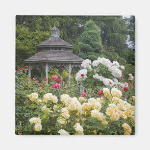 Íman Rosas em flor e Rose Garden Gazebo no