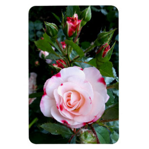 Íman Rosas Flores, Rosas brancas rosa