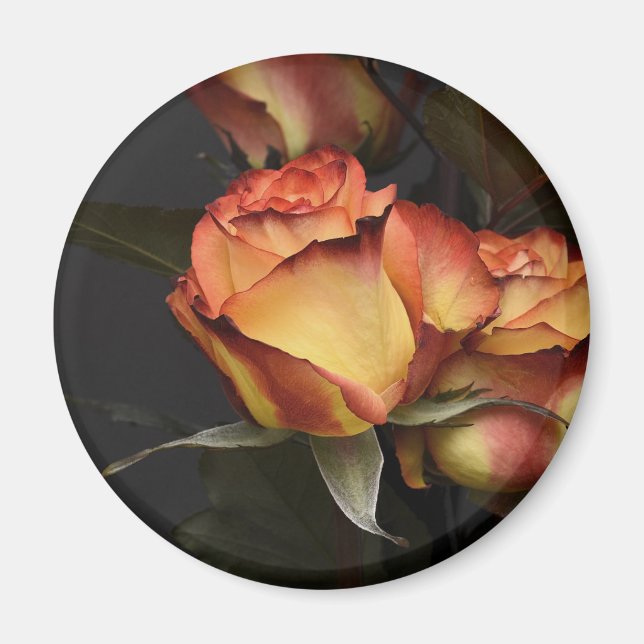 Íman Rosas Laranja, Vermelhas e Amarelas (Frente)