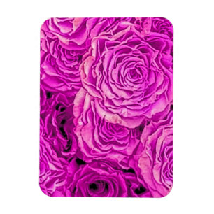 Íman Rosas Rosa Brilhantes