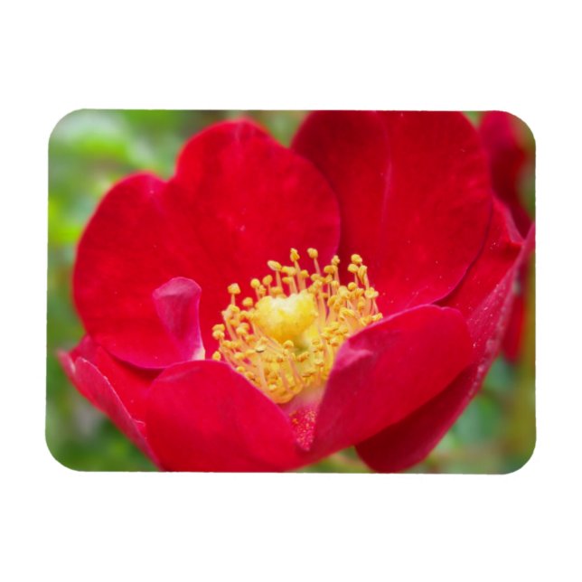 Íman Rosas São Magnetos Flexíveis Vermelhos (Horizontal)