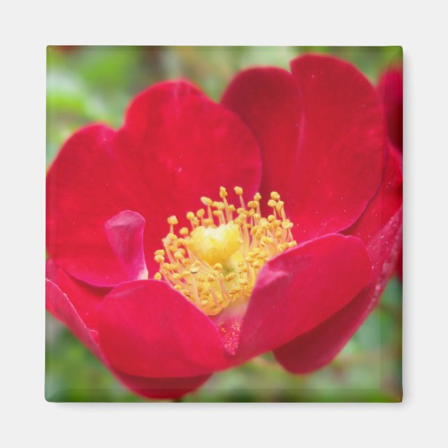 Íman Rosas São Magnetos Vermelhos (Frente)