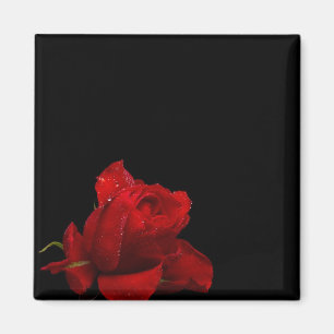 Íman Rosas são vermelhos