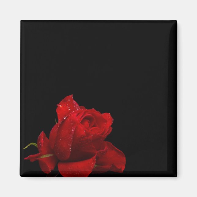 Íman Rosas são vermelhos (Frente)