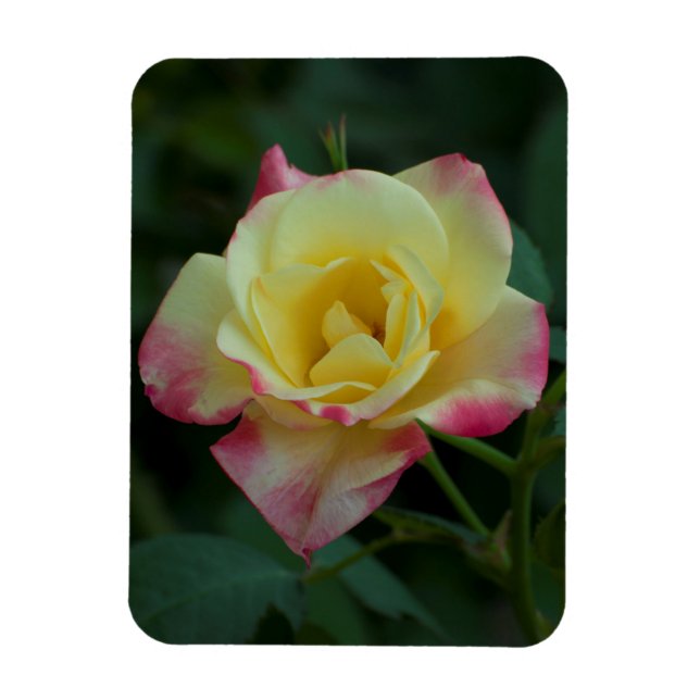 Íman Rosas significam amor! (Vertical)