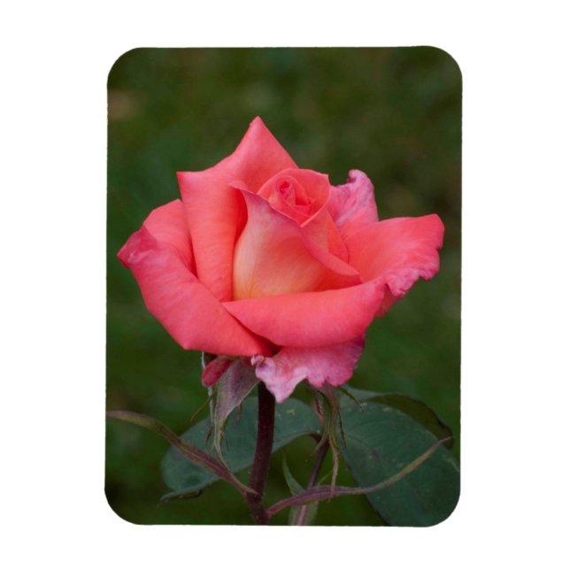 Íman Rosas significam amor! (Vertical)