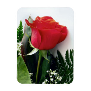 Íman Rosas vermelhas