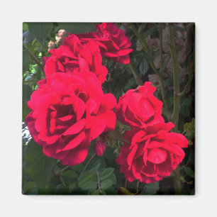 Íman Rosas vermelhas florescendo