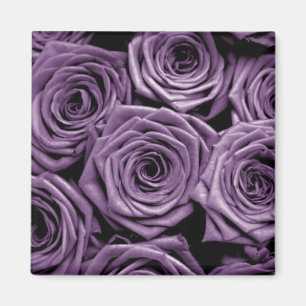 Íman Rosas violetas
