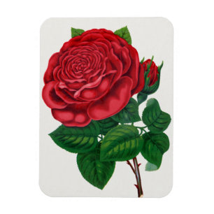 Íman Rose Print Rochester Lithographing and Printing Co