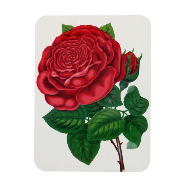 Íman Rose Print Rochester Lithographing and Printing Co (Vertical)