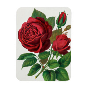 Íman Rose Print Rochester Litografia e Companhia de Imp
