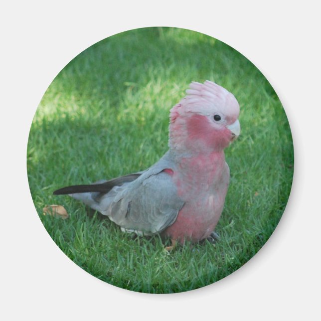 Íman Roseate Cockatoo (Frente)