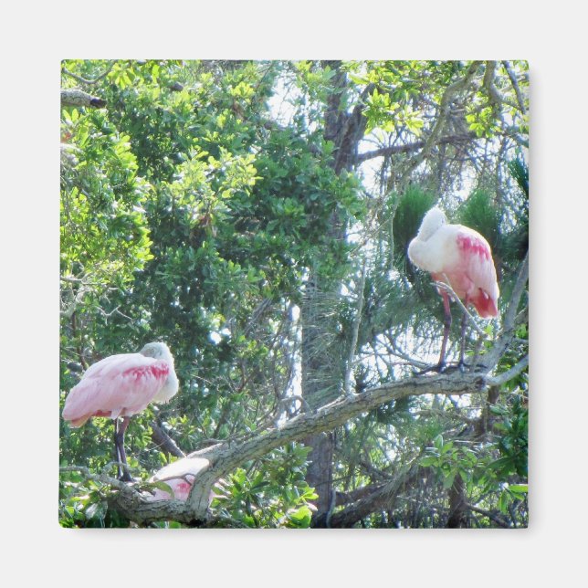 Íman Roseate Spoonbill (Frente)