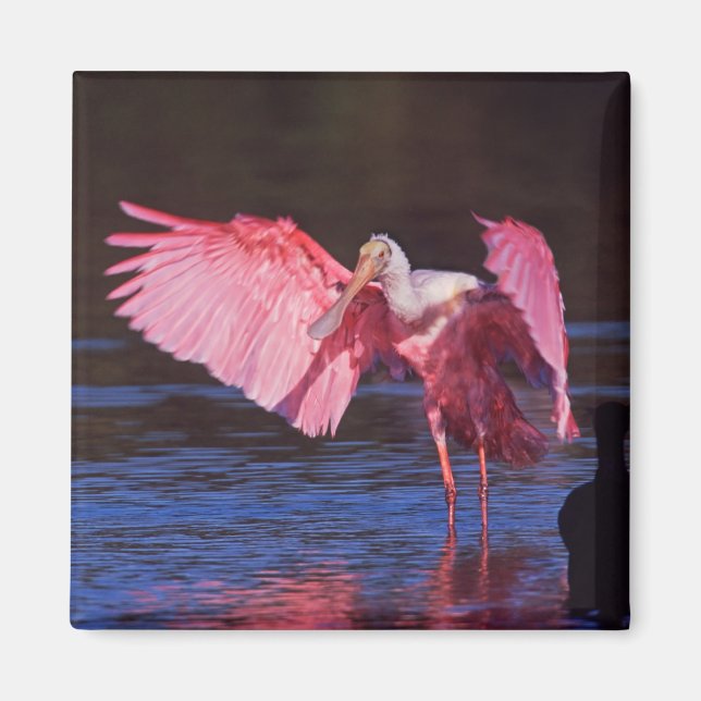 Íman Roseate Spoonbill (Ajaia ajaja) com Cormorant (Frente)