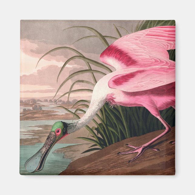 Íman Roseate Spoonbill Audubon Bird Willife (Frente)
