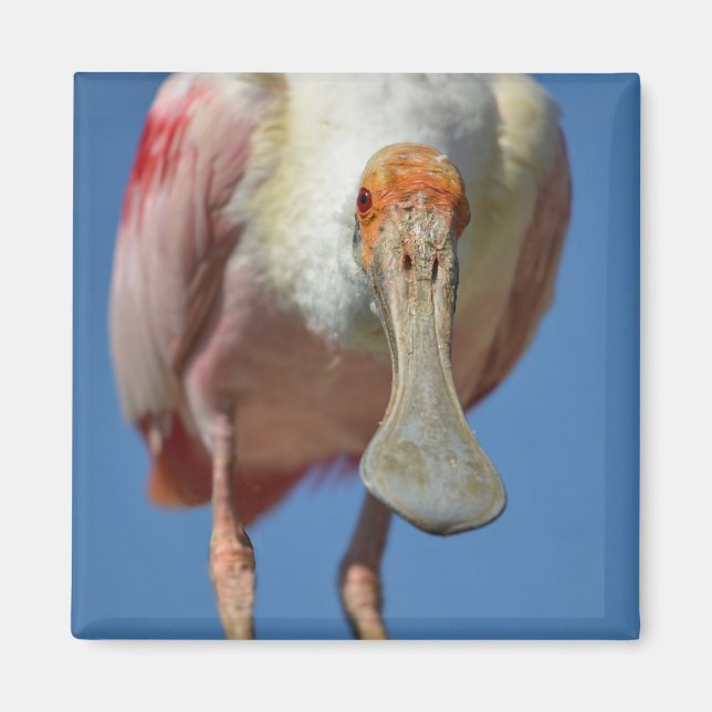 Íman Roseate Spoonbill com seu bico grande (Frente)