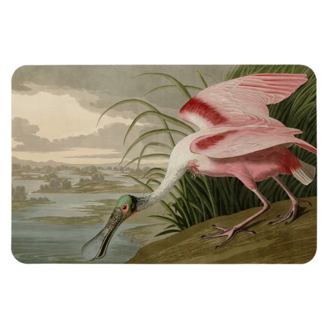 Íman Roseate Spoonbill, das Aves da América de Audubon (Horizontal)