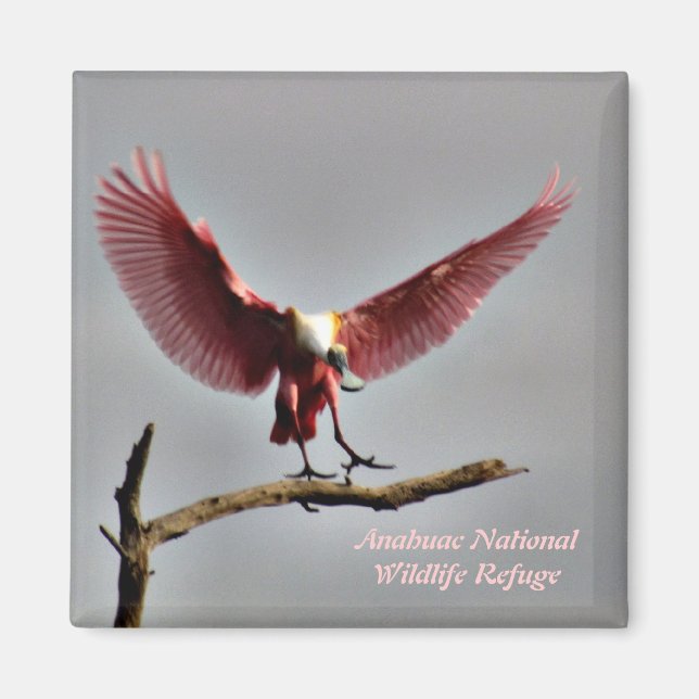 Íman Roseate Spoonbill Magnet (Frente)
