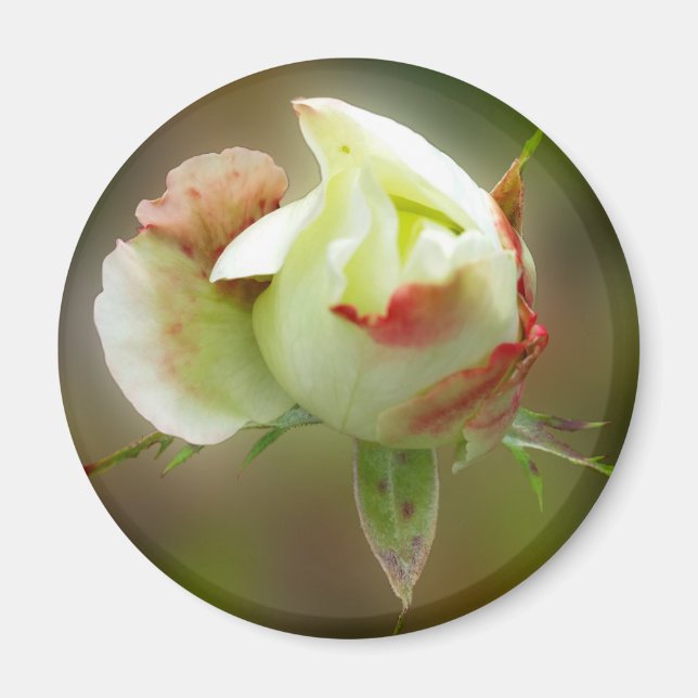 Íman rosebud brilhando (Frente)