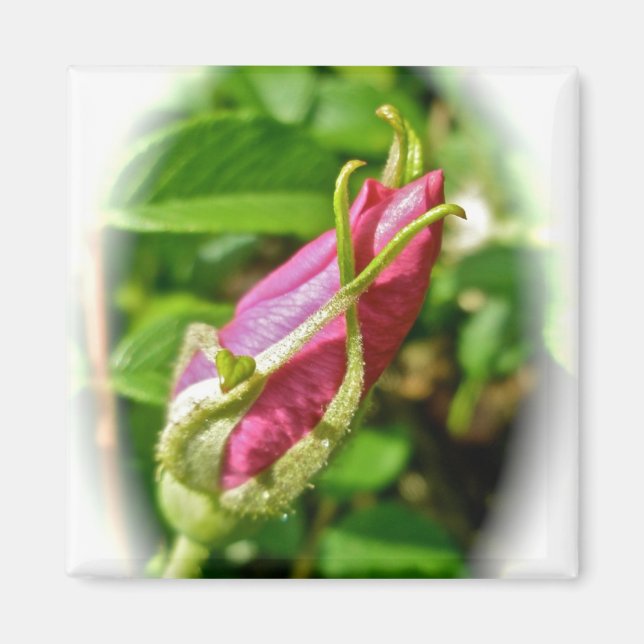 Íman Rosebud Magnet (Frente)