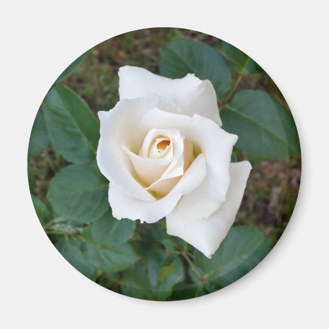 Íman rosebusto branco (Frente)