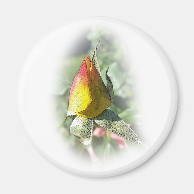 Íman rosebusto rosa amarelo (Frente)