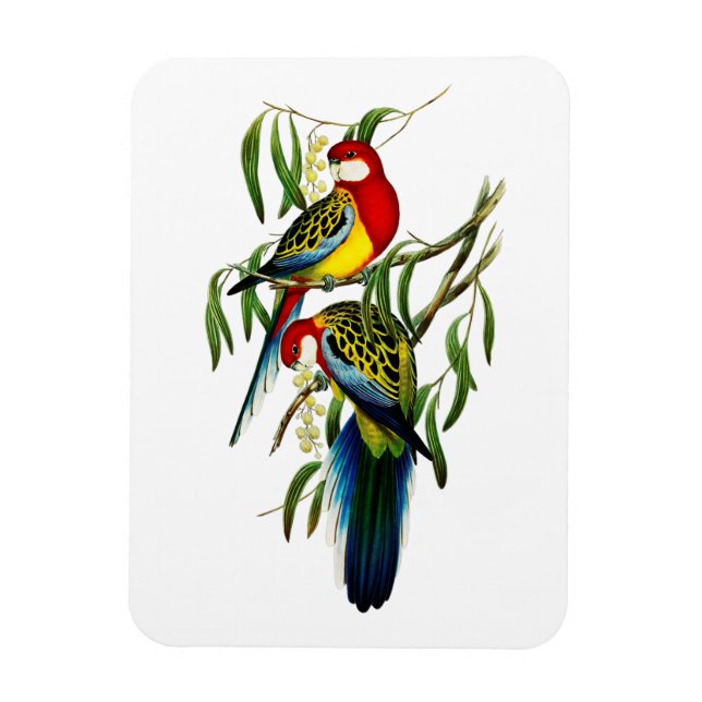 Íman Rosehill Parakeet Austrália (Vertical)