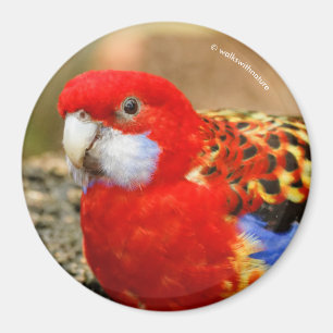 Íman Rosella Oriental Cheeky no Furo de Água