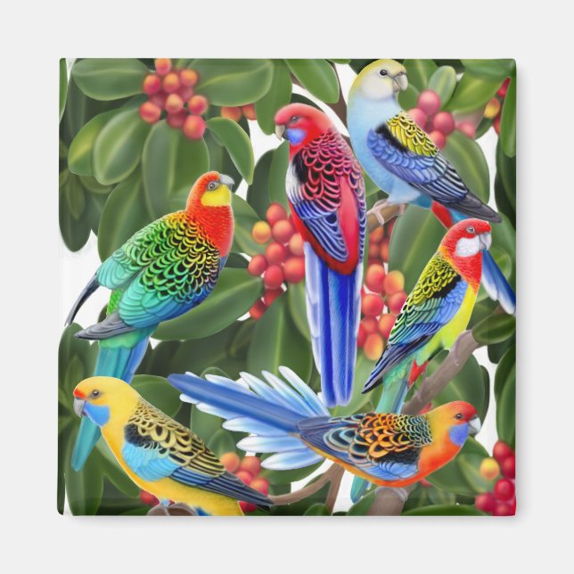 Íman Rosella Parrots em Fig Tree Magnet (Frente)
