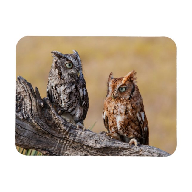 Íman Rosting em Árvore - Ecrã Oriental (Horizontal)