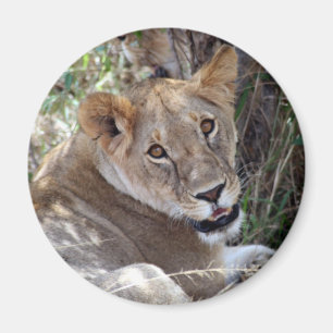 Íman rosto de leão