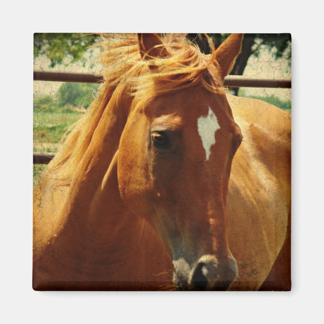 Íman Rosto de Scotch (Frente)