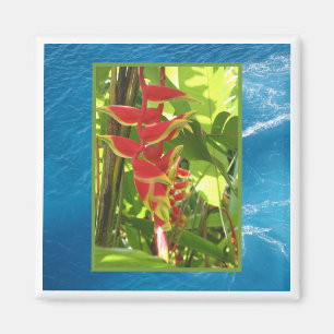 Íman Rostrata de Heliconia
