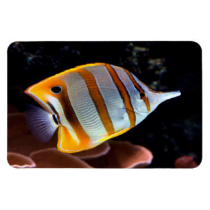 Íman Rostrato de geleão