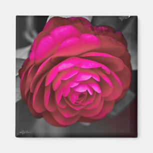 Íman Rosy Camellia