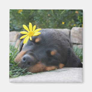 Íman Rottweiler