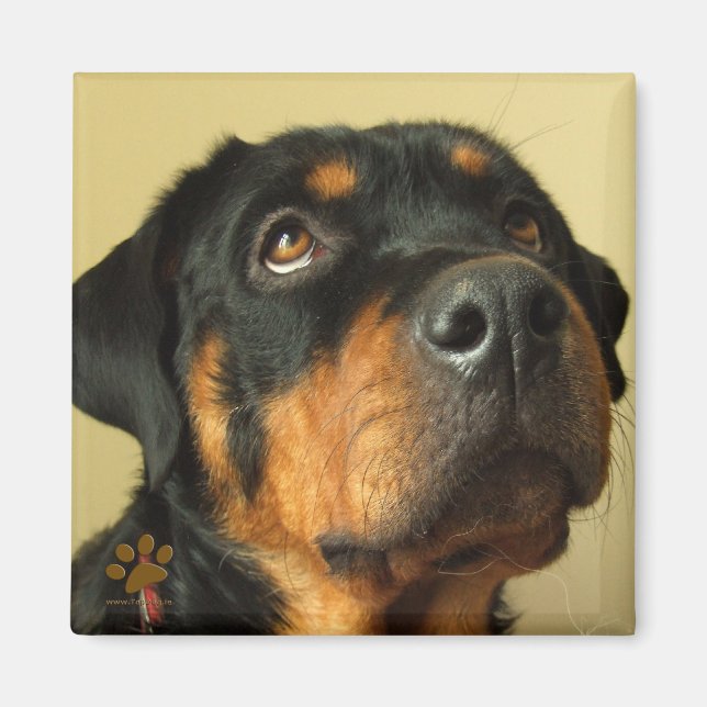 Íman Rottweiler (Frente)