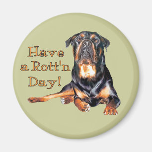 Íman Rottweiler tem um dia podre
