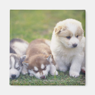 Íman Rouco Siberian; Uma raça do cão de funcionamento