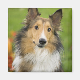 Íman Rough Collie, cão